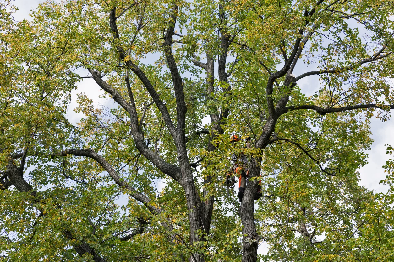 Torres Tree Service crew at work